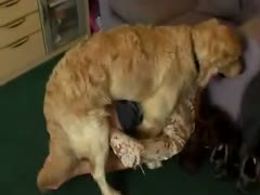 Teenagers having hot dog sex on the couch